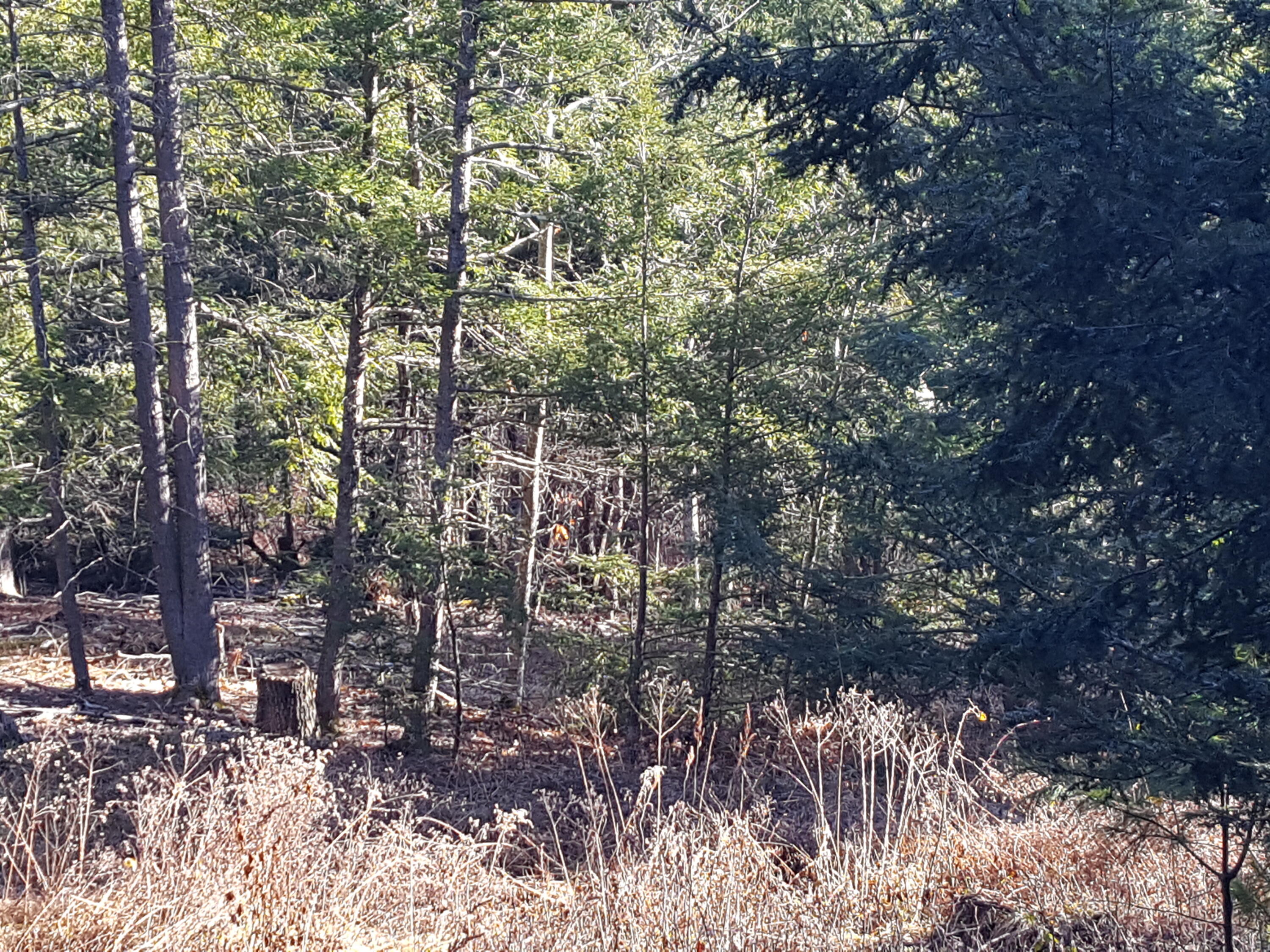 88 Mitchell Hill Road Gorham, ME 04038 - Photo 43 of 99 20231220_123338