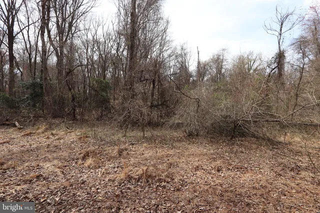a view of a dry yard with trees