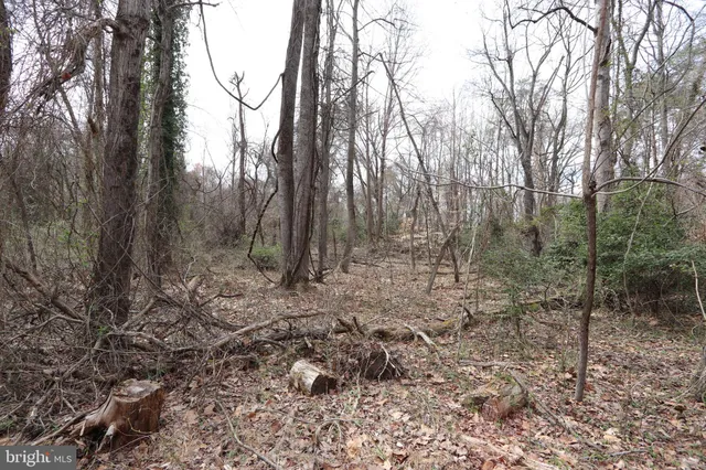 a view of a forest with trees in the background