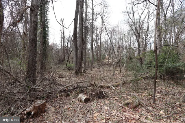 a view of a forest with trees in the background