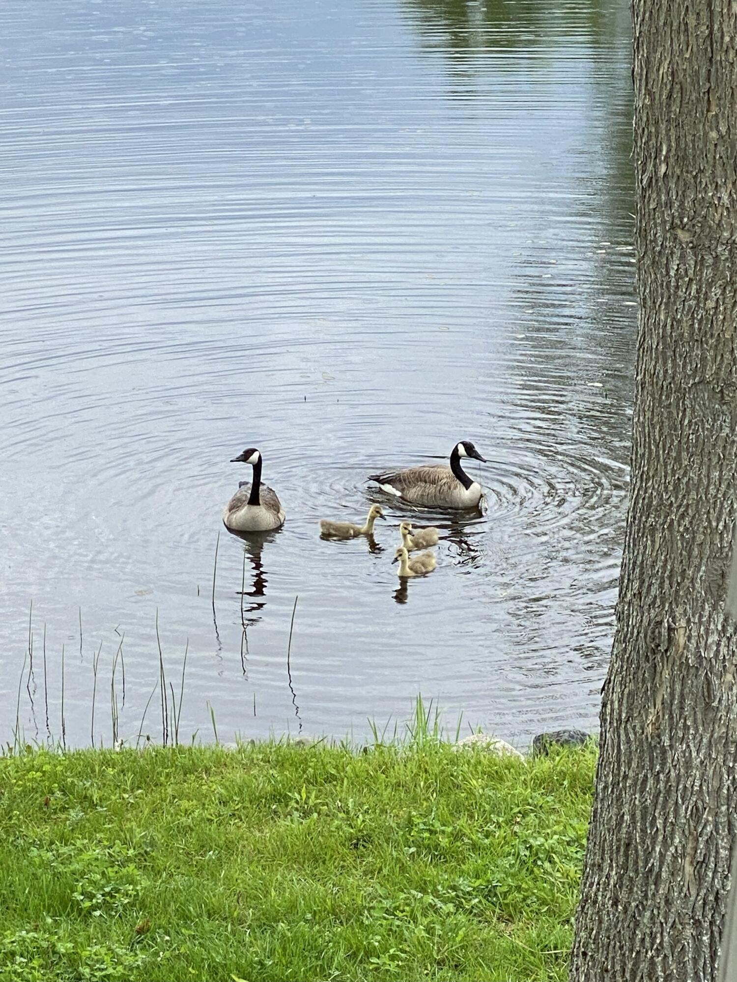 83 Orono Landing Road Orono, ME 04473 - Photo 34 of 41 20210523_151640945_iOS