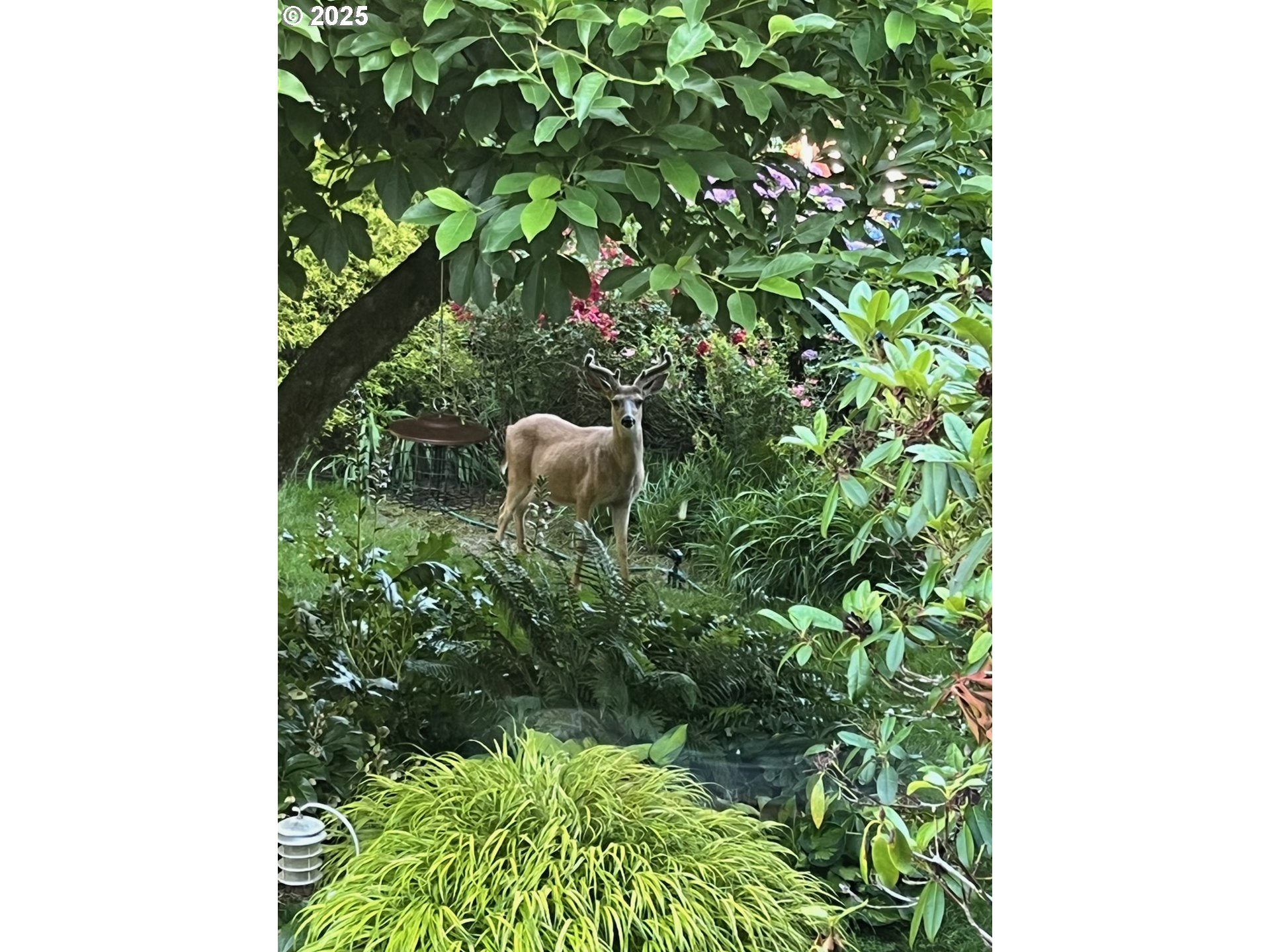 7130 Southeast 127th North Avenue Portland, OR 97236 - Photo 6 of 6 a plant in a garden