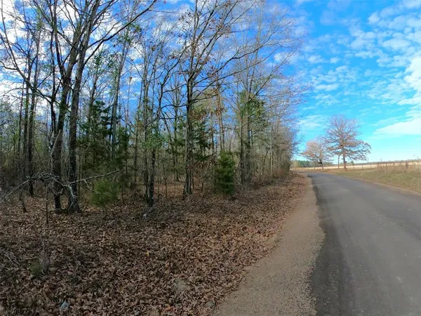 a view of a forest with trees in the background