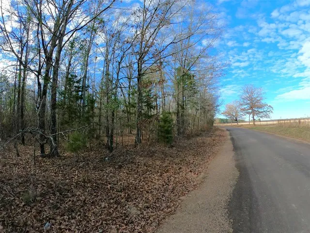 a view of a forest with trees in the background