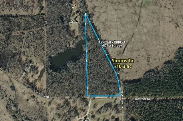 a view of a tree in a forest