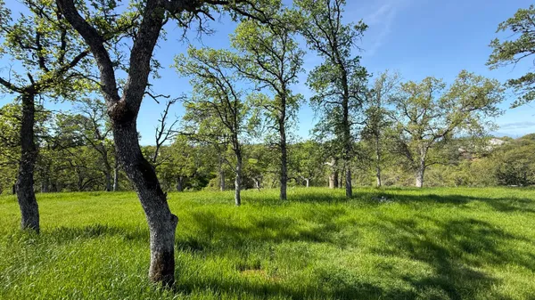 a view of a garden with a tree