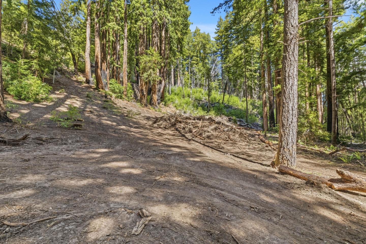 0 Band Road Boulder Creek, CA 95006 - Photo 17 of 46 a view of a forest filled with trees