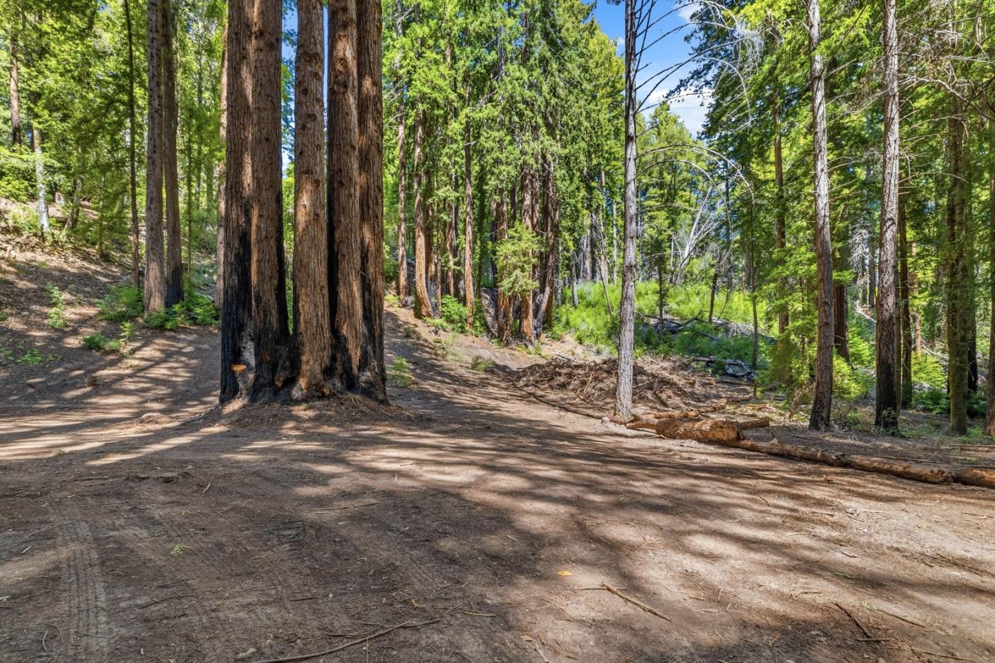 0 Band Road Boulder Creek, CA 95006 - Photo 23 of 46 a view of a tree in the middle of a yard