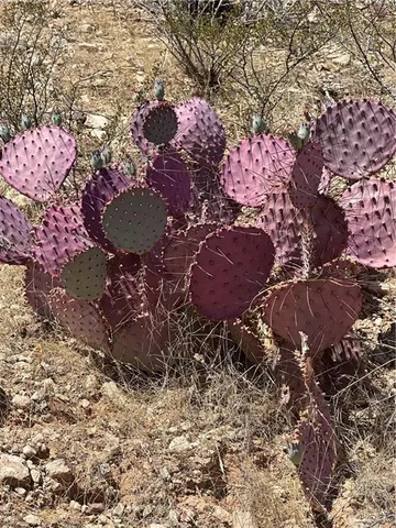 $580,000 | 0 West W Highway, Van Horn, TX 79855