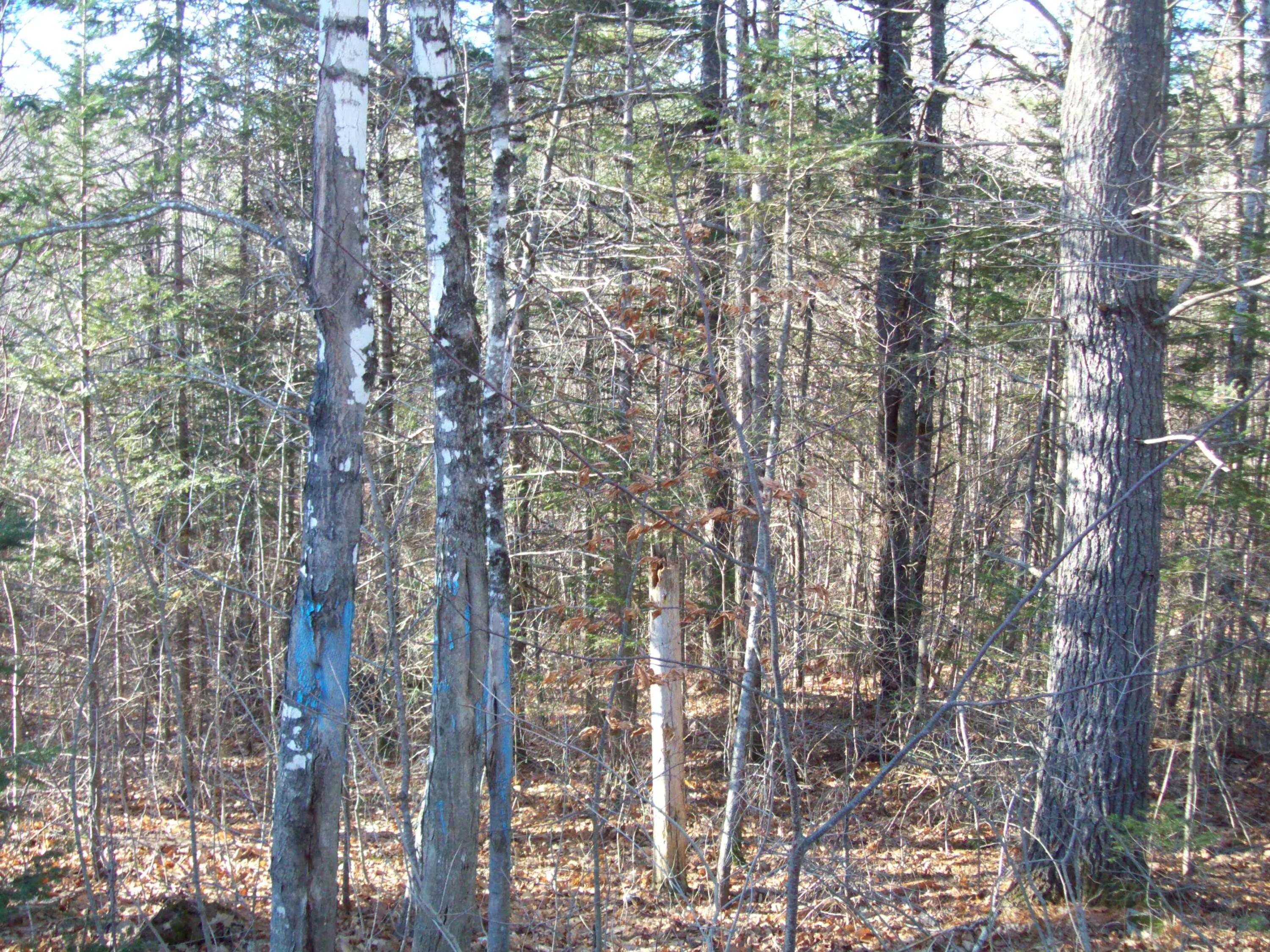 Tbd Half Township Road Lincoln, ME 04457 - Photo 6 of 12 100_2490