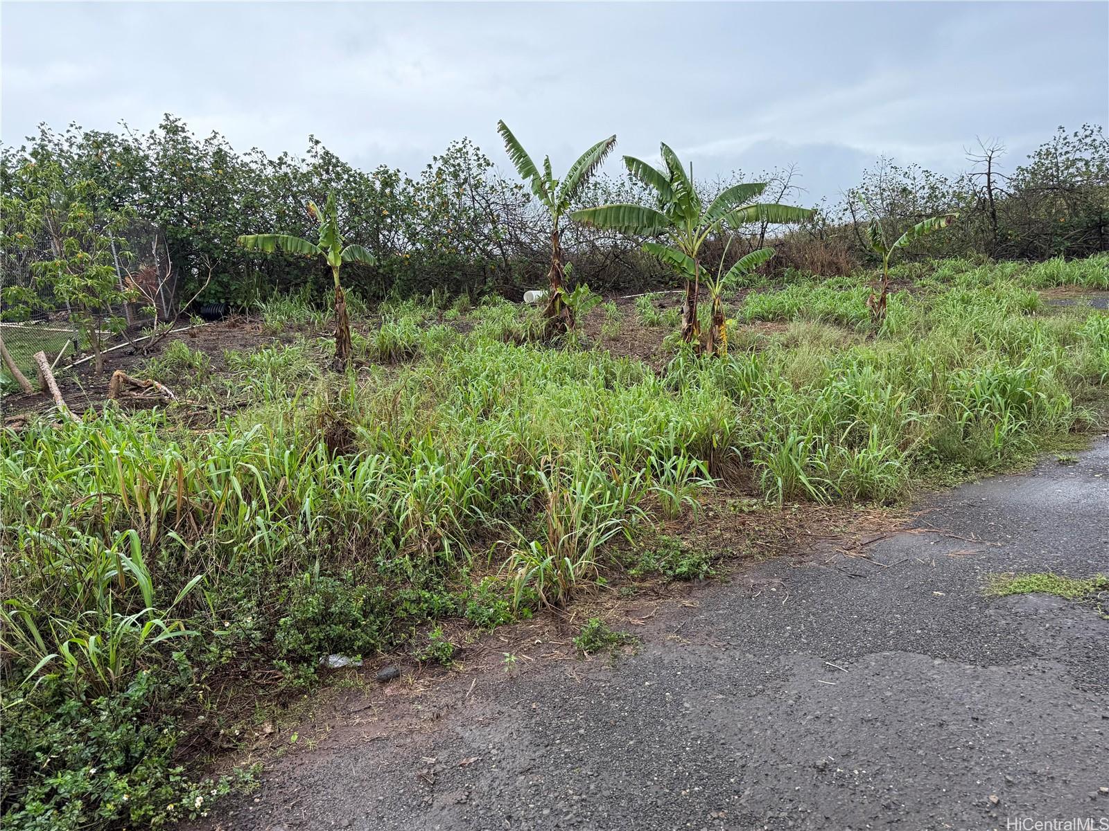 94-1100 Kunia Road, Unit 66 Waipahu, HI 96797 - Photo 5 of 9 BANANA TREES NEAR ENTRY