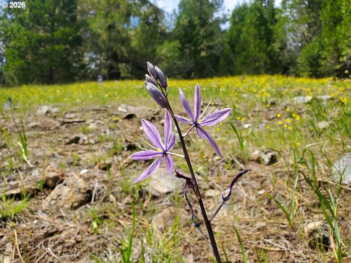 2133 Spring Brook Road Myrtle Creek, OR 97457 - Photo 16 of 18