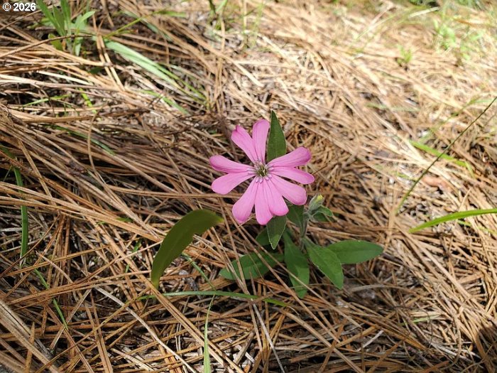 2133 Spring Brook Road Myrtle Creek, OR 97457 - Photo 18 of 18