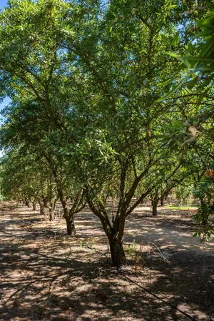 $1,399,000 | 9337 Creekside Lane, Modesto, CA 95357