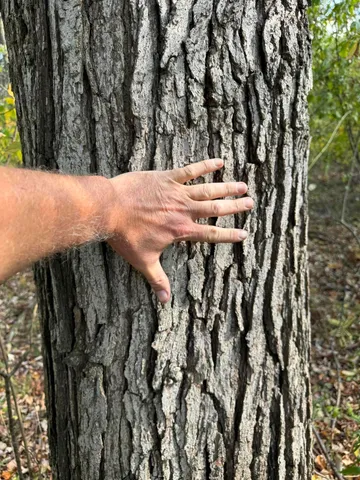 $1,250,000 | 16753 South Fenmore Road, Bannister, MI 48807