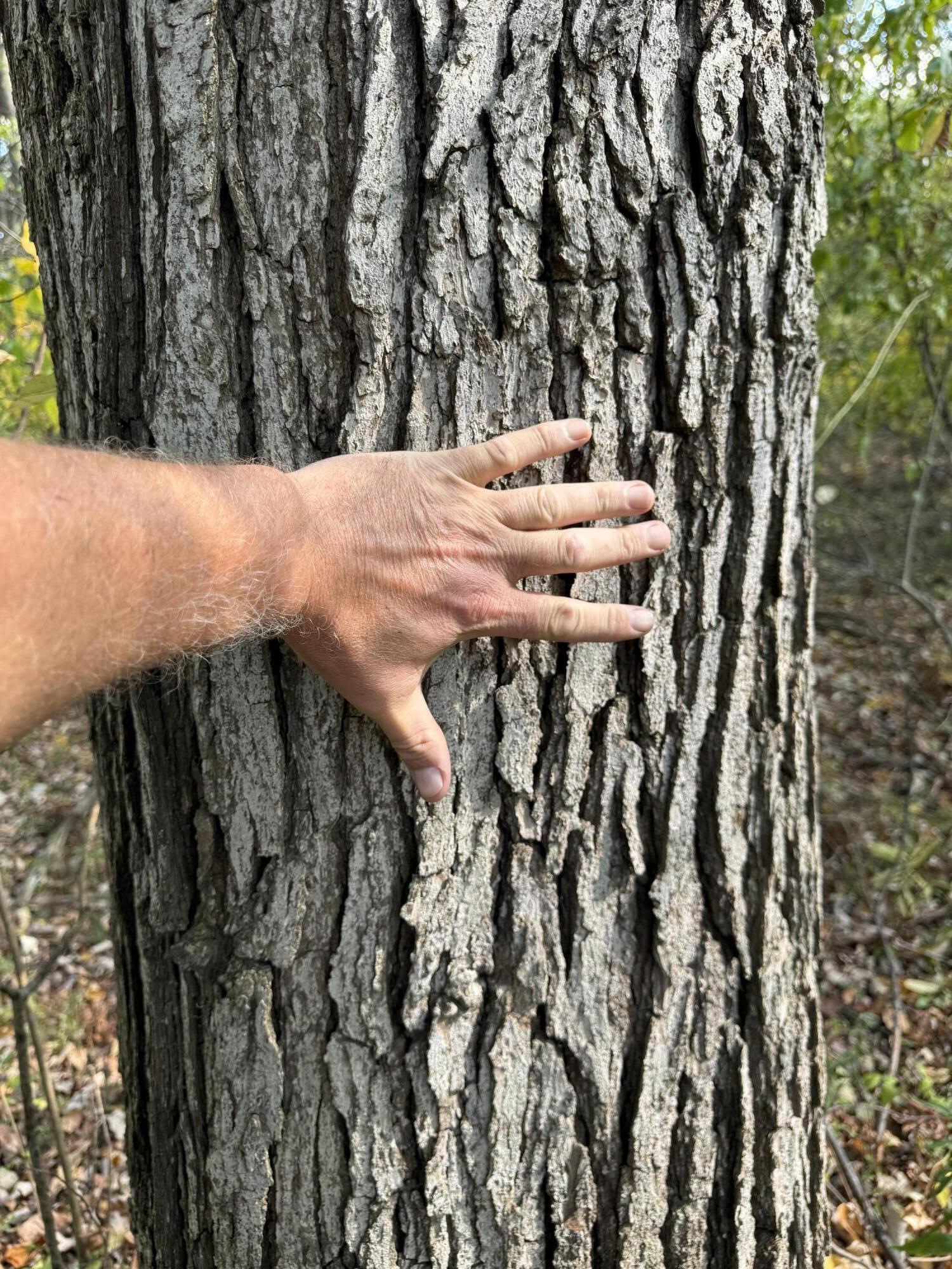 16753 South Fenmore Road Bannister, MI 48807 - Photo 19 of 59 IMG_3058