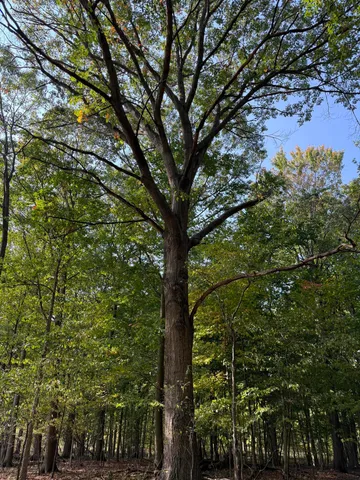 $1,250,000 | 16753 South Fenmore Road, Bannister, MI 48807