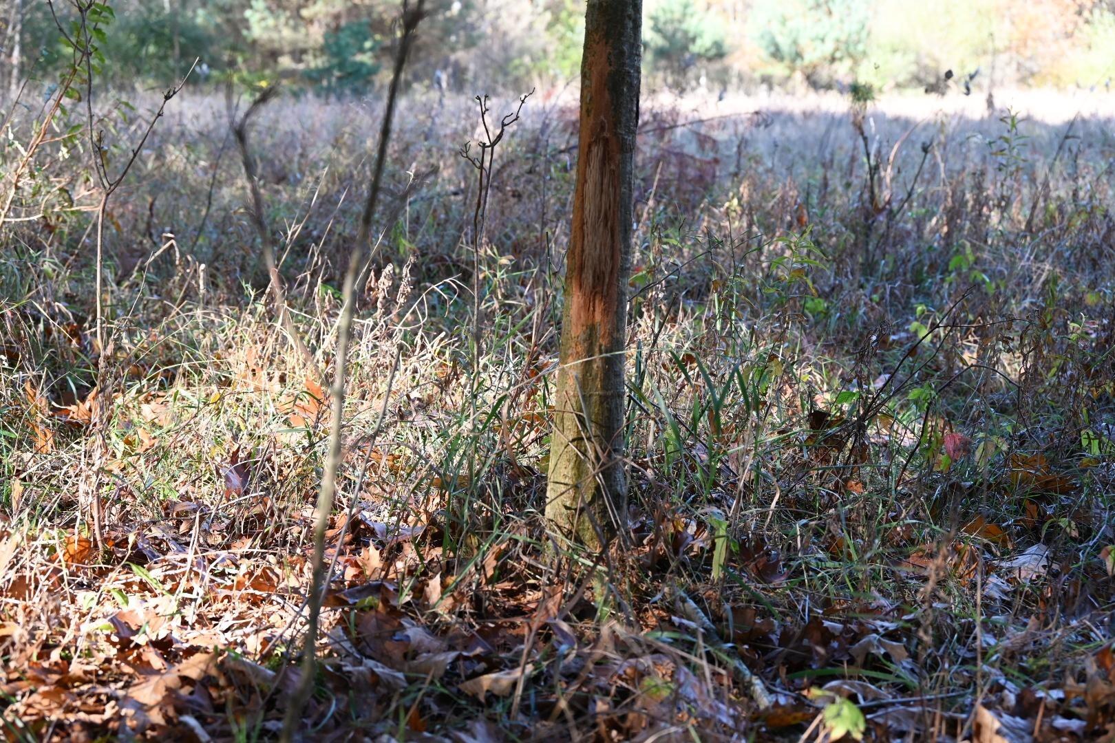 16753 South Fenmore Road Bannister, MI 48807 - Photo 24 of 59 MichiganHuntingLandForSale1