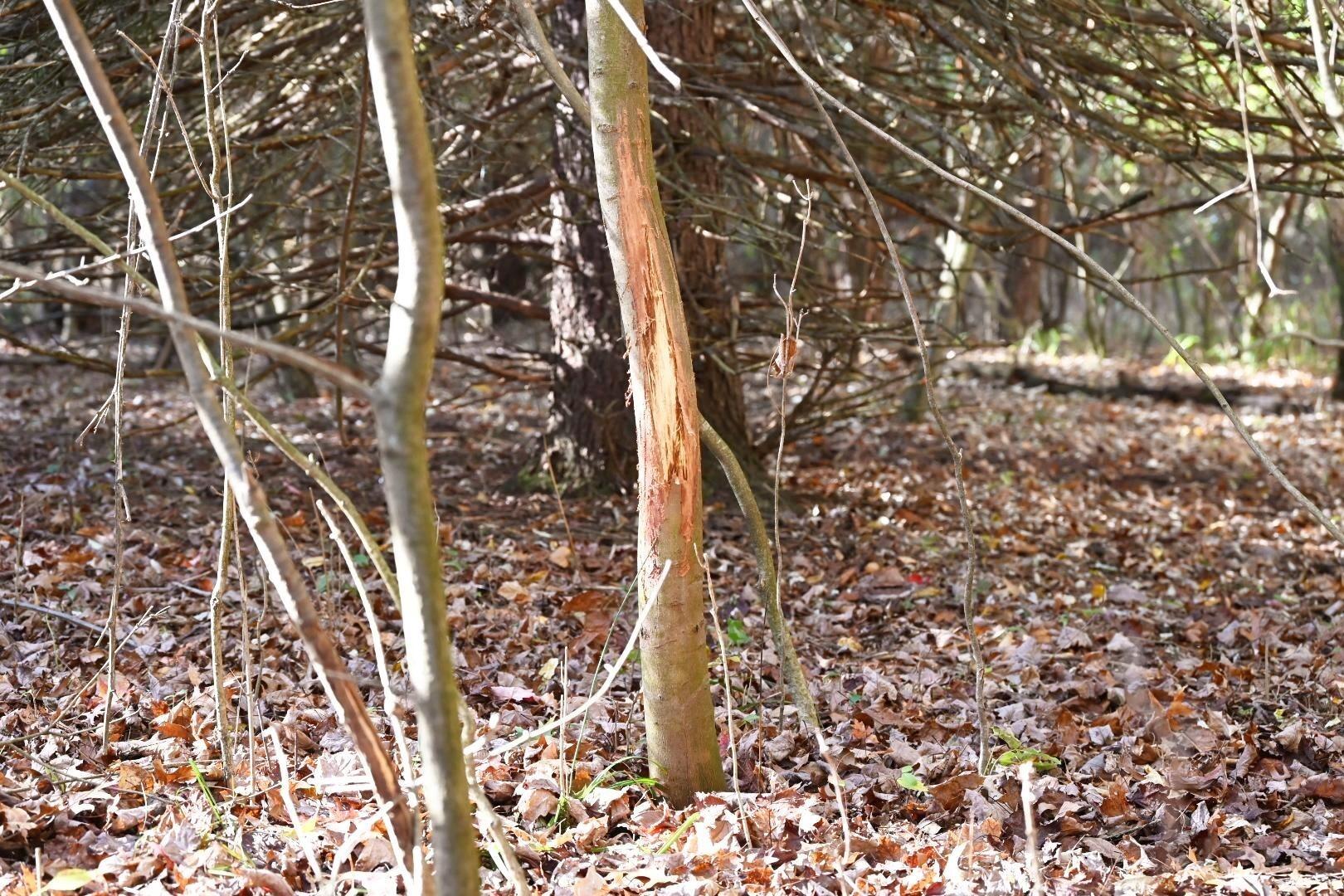 16753 South Fenmore Road Bannister, MI 48807 - Photo 27 of 59 MichiganHuntingLandForSale4