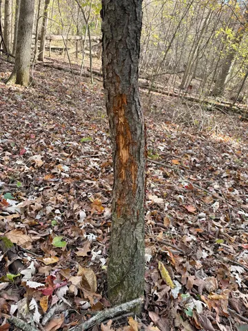 $1,250,000 | 16753 South Fenmore Road, Bannister, MI 48807