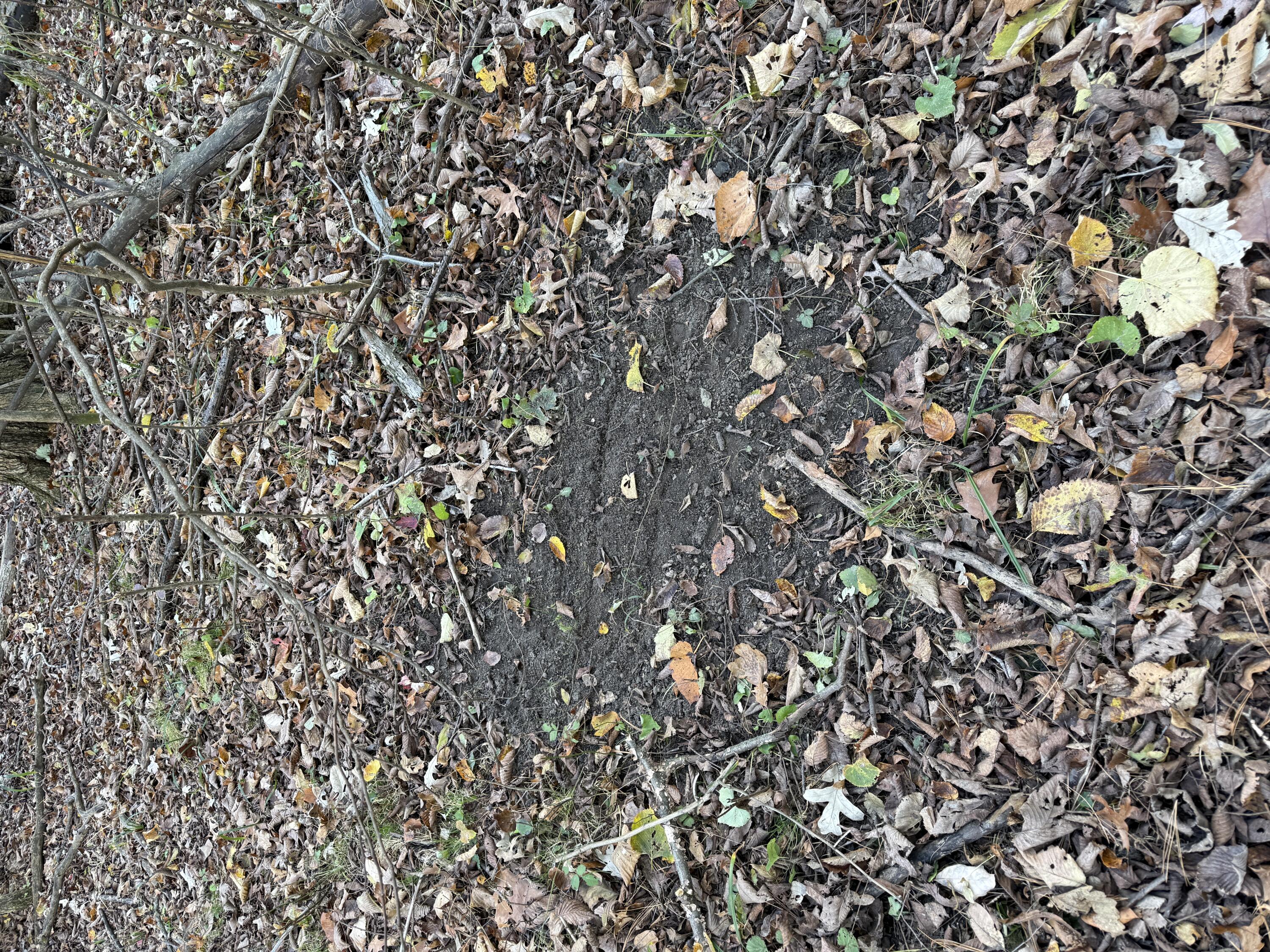 16753 South Fenmore Road Bannister, MI 48807 - Photo 29 of 59 MichiganHuntingLandForSale6