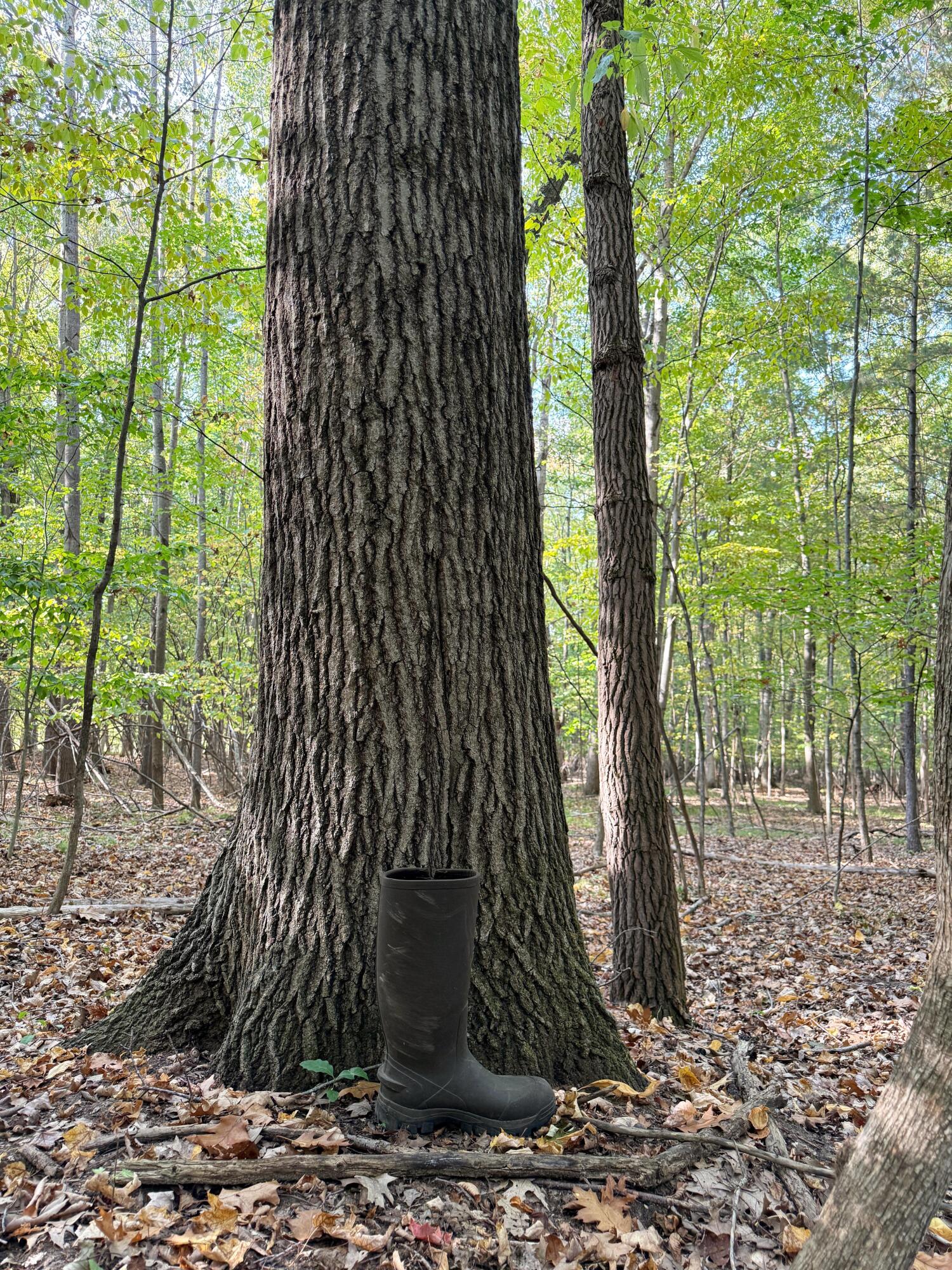 16753 South Fenmore Road Bannister, MI 48807 - Photo 31 of 59 MichiganHuntingLandForSale8