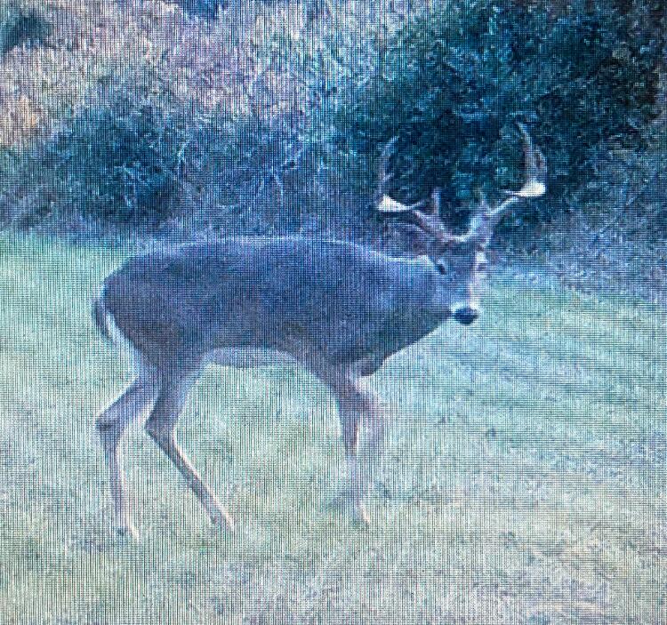 16753 South Fenmore Road Bannister, MI 48807 - Photo 34 of 59 MichiganHuntingLandForSale11 (1)