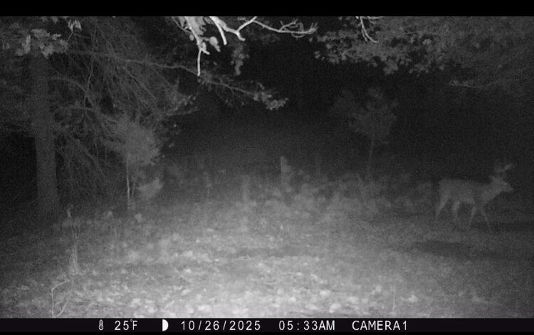 16753 South Fenmore Road Bannister, MI 48807 - Photo 35 of 59 MichiganHuntingLandForSale11