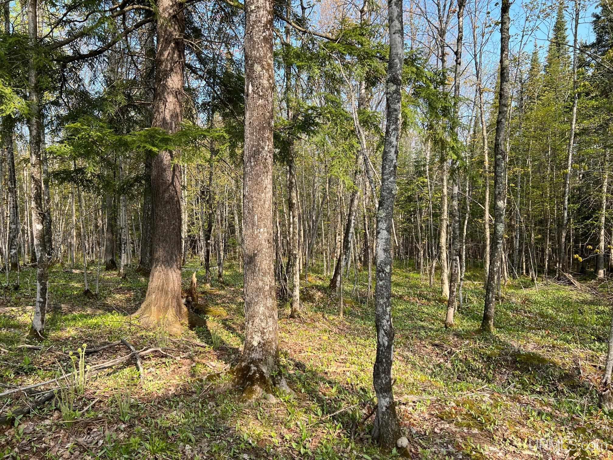Tbdfg Dog Patch Road, Unit LOT F AND G Lanse, MI 49946 - Photo 12 of 17