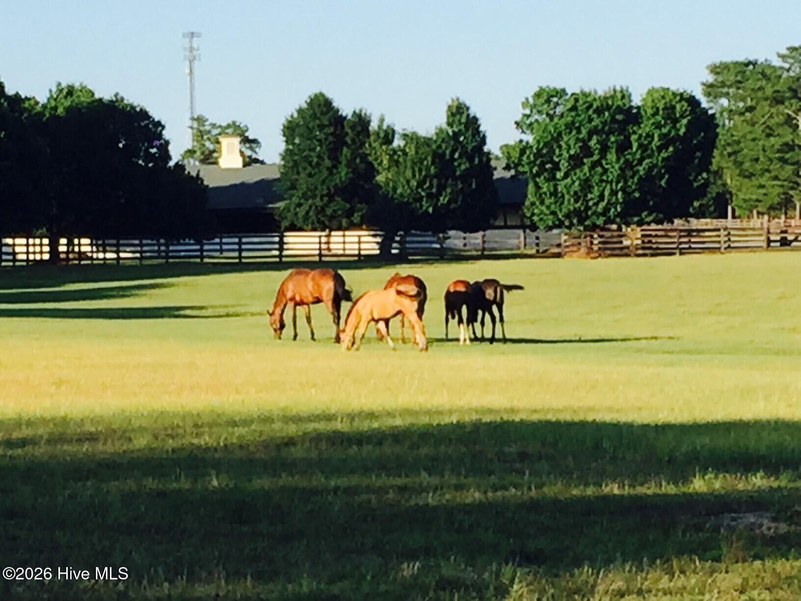 Tbd Addor Road Aberdeen, NC 28315 - Photo 26 of 31 horses