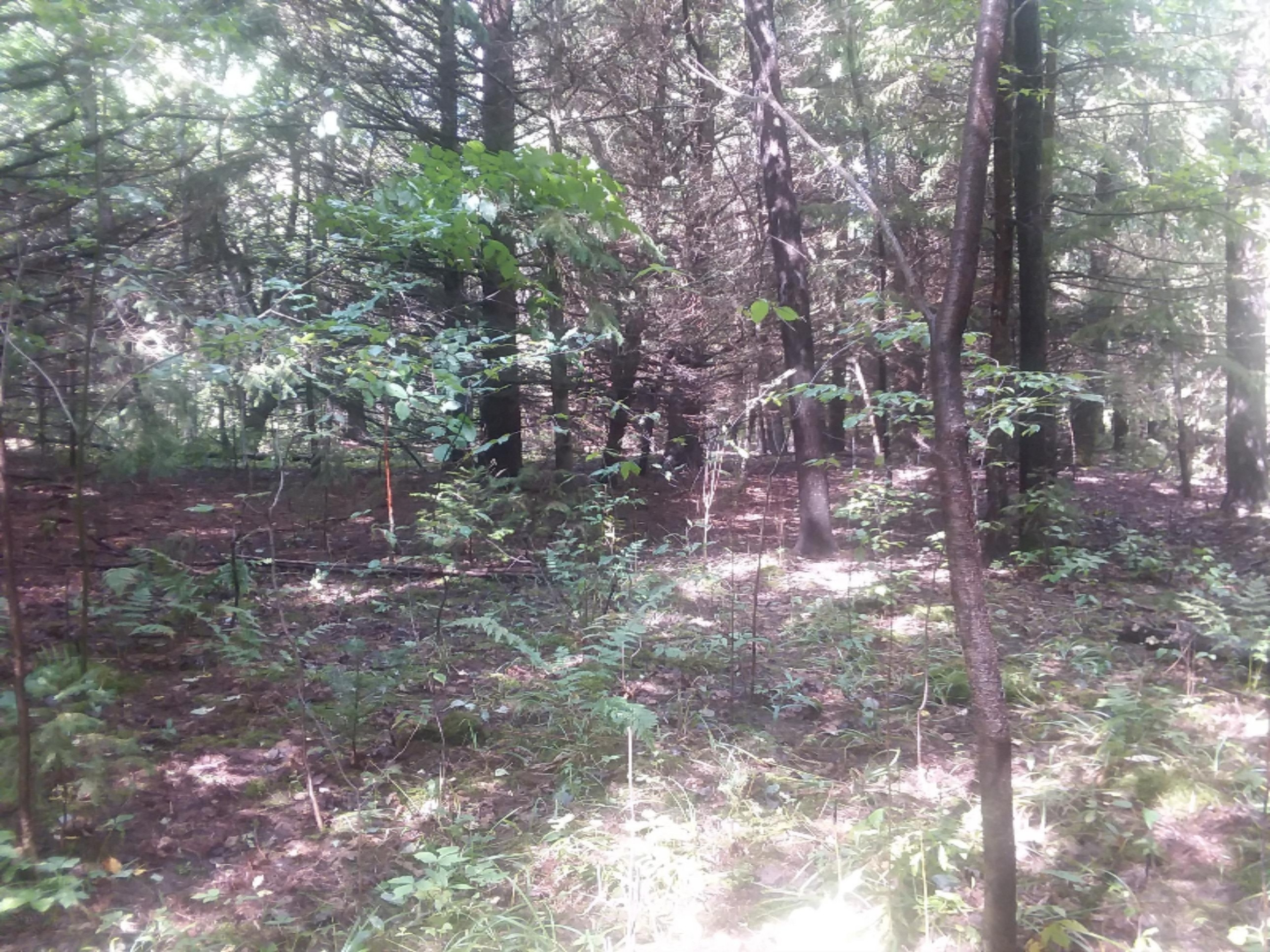 0 Nicholas Lane Reed City, MI 49677 - Photo 16 of 16 20180902_124009 (1)