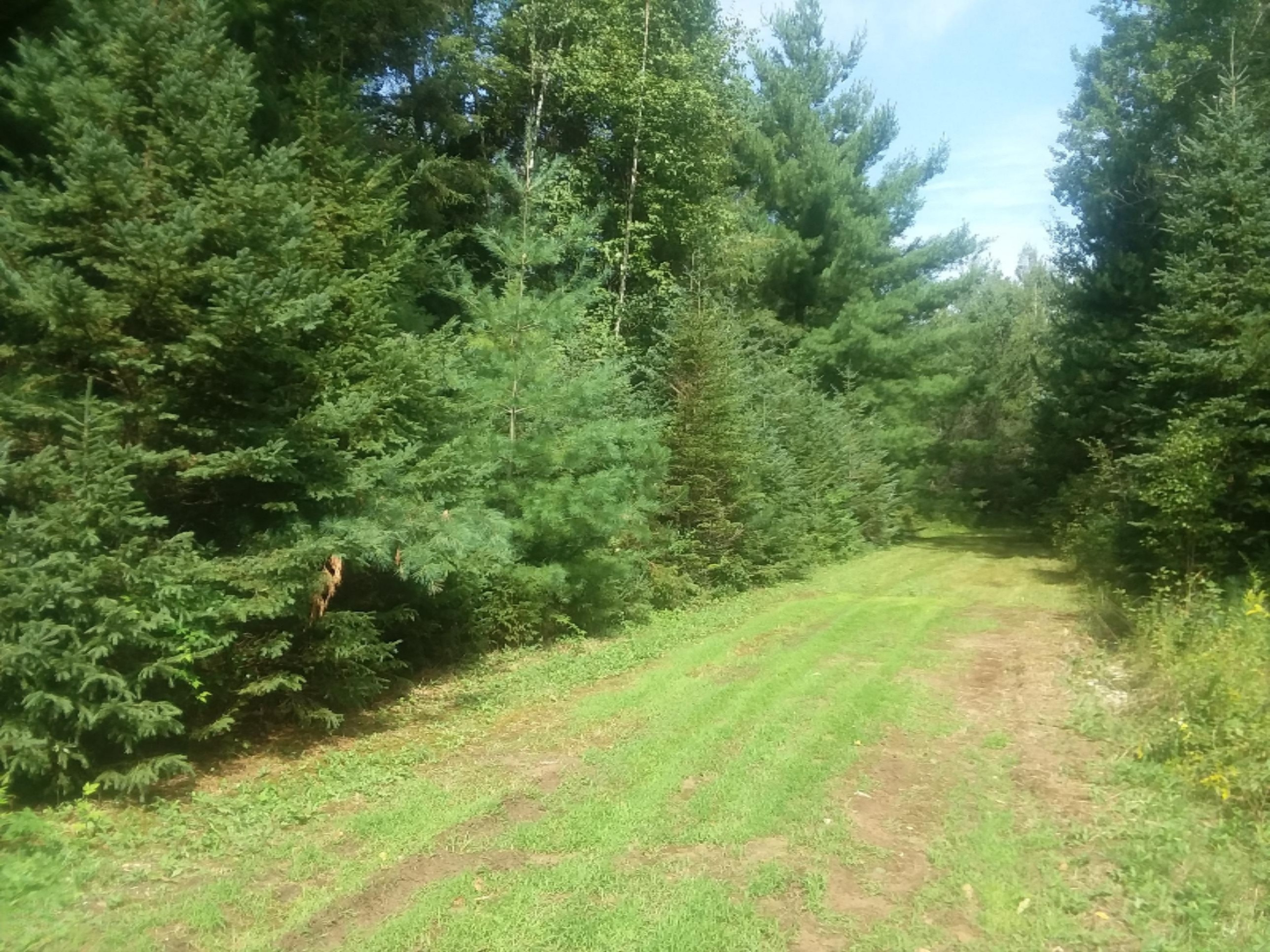 0 Nicholas Lane Reed City, MI 49677 - Photo 2 of 16 20180902_122737