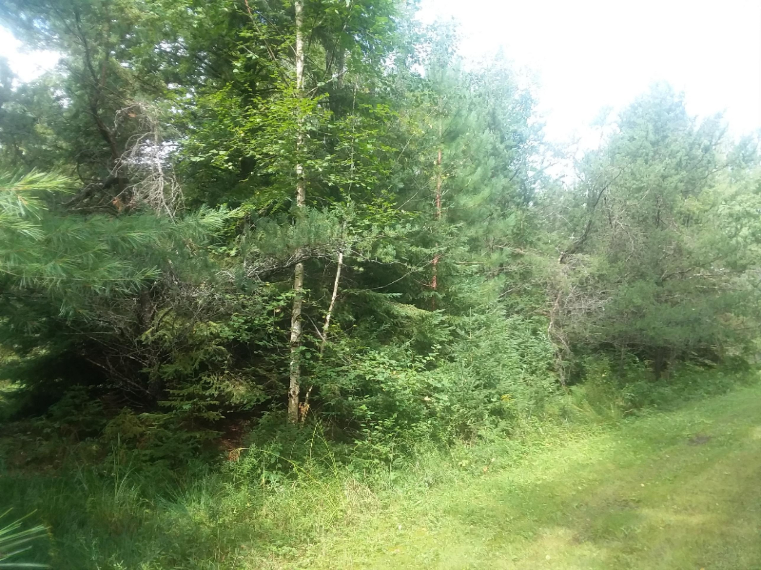 0 Nicholas Lane Reed City, MI 49677 - Photo 3 of 16 20180902_122811