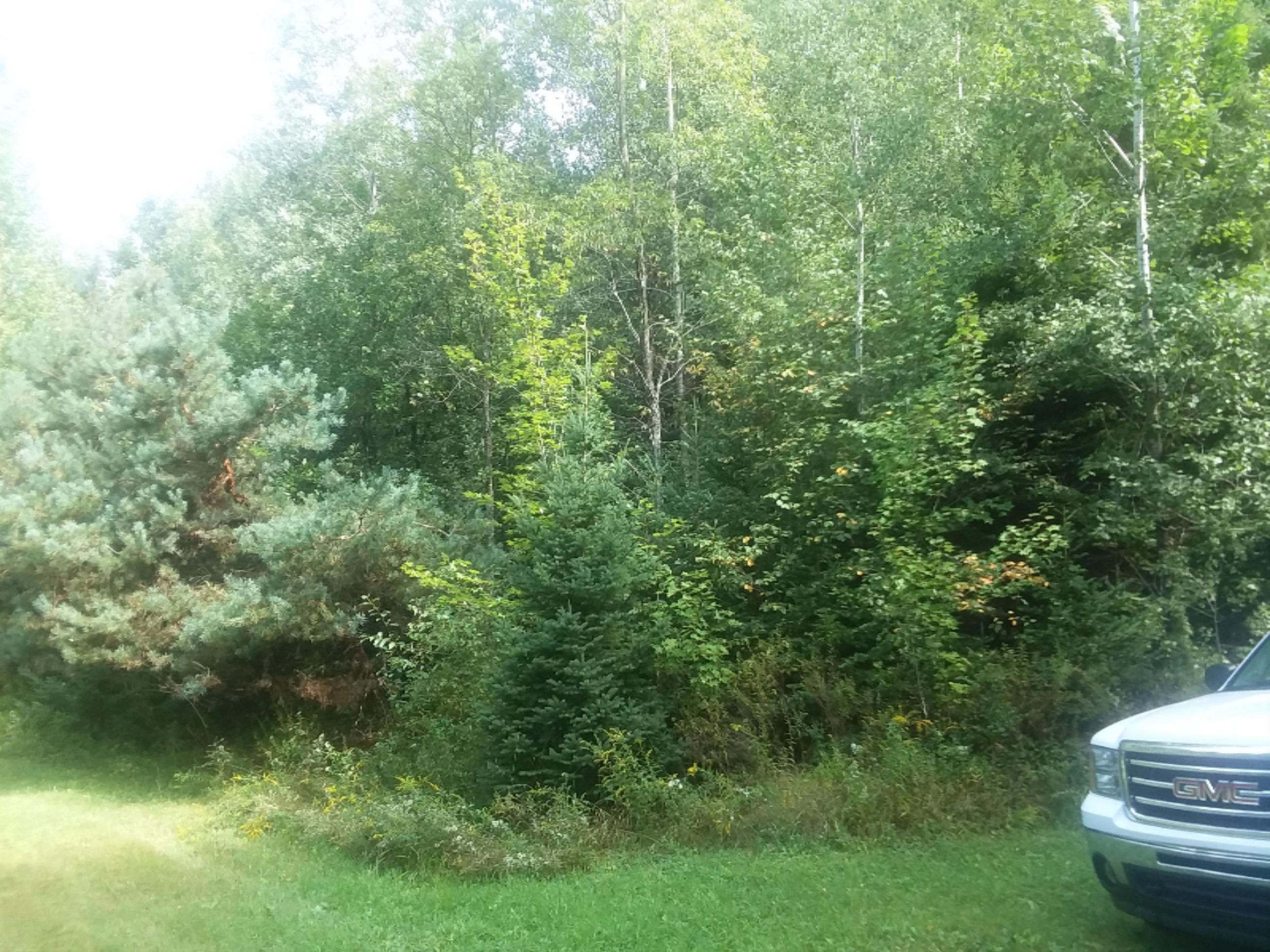 0 Nicholas Lane Reed City, MI 49677 - Photo 6 of 16 20180902_122853 (1)