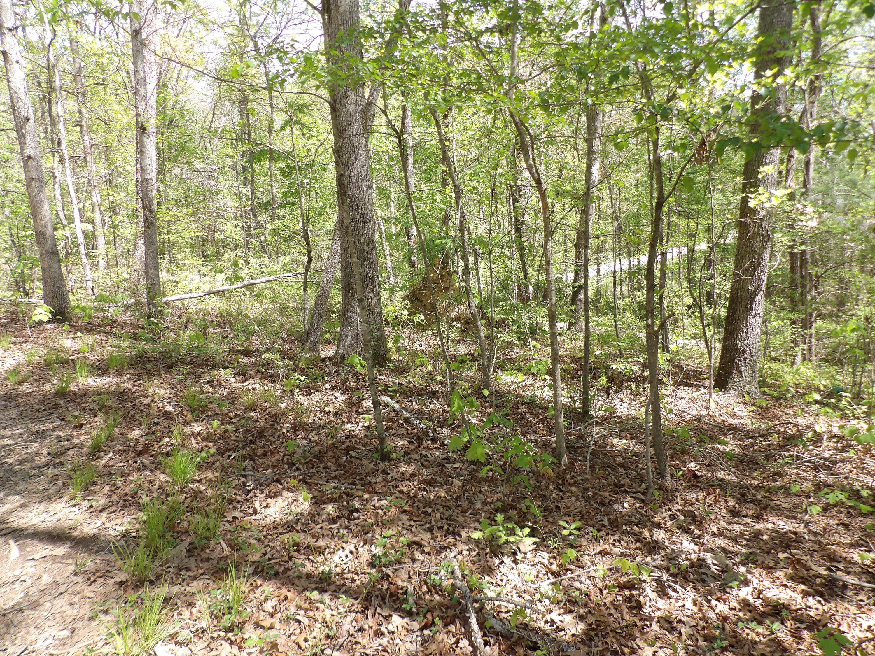 310 Dogwood Road Pikeville, TN 37367 - Photo 14 of 21 100_2422