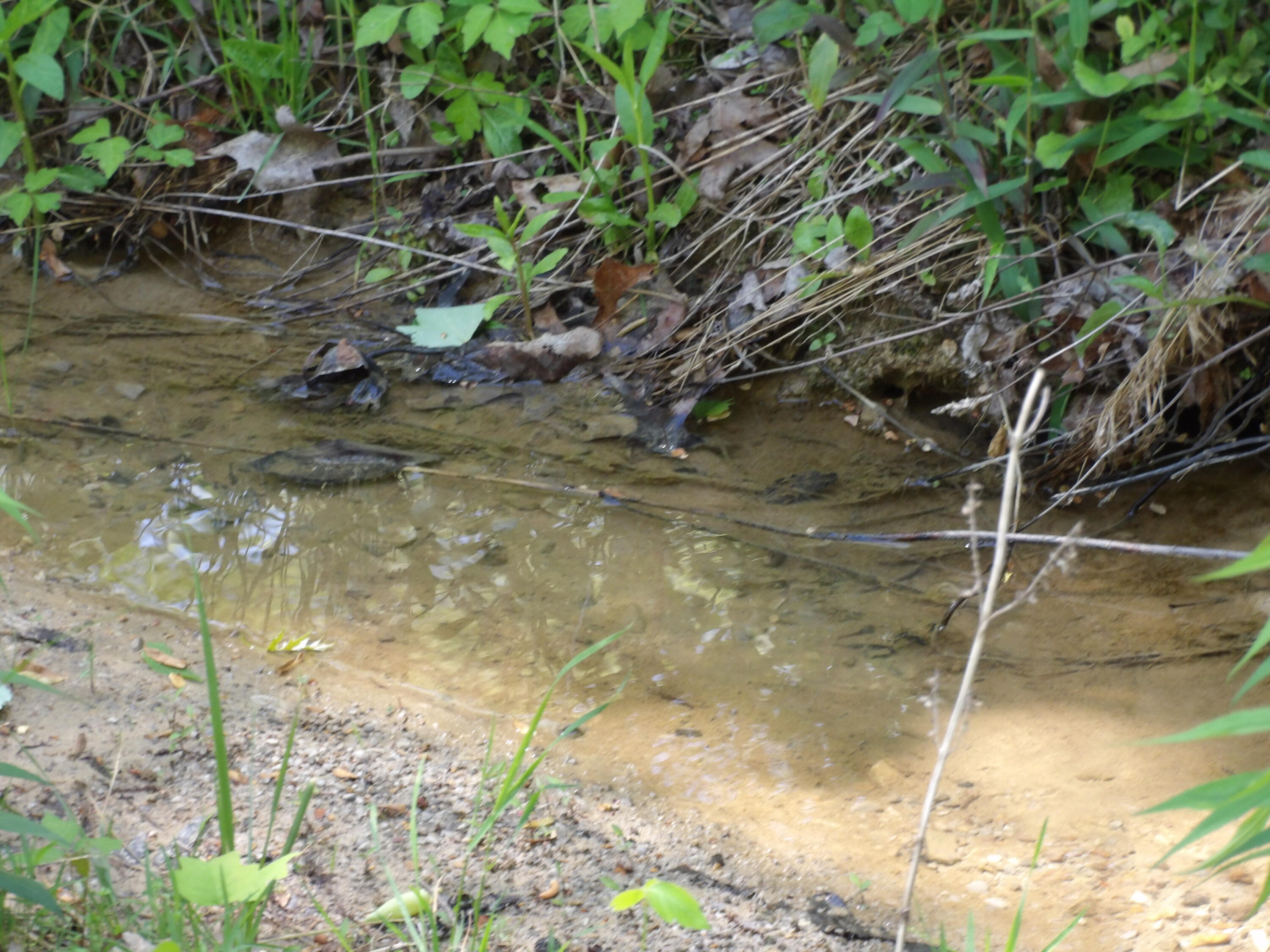 310 Dogwood Road Pikeville, TN 37367 - Photo 17 of 21 100_2425