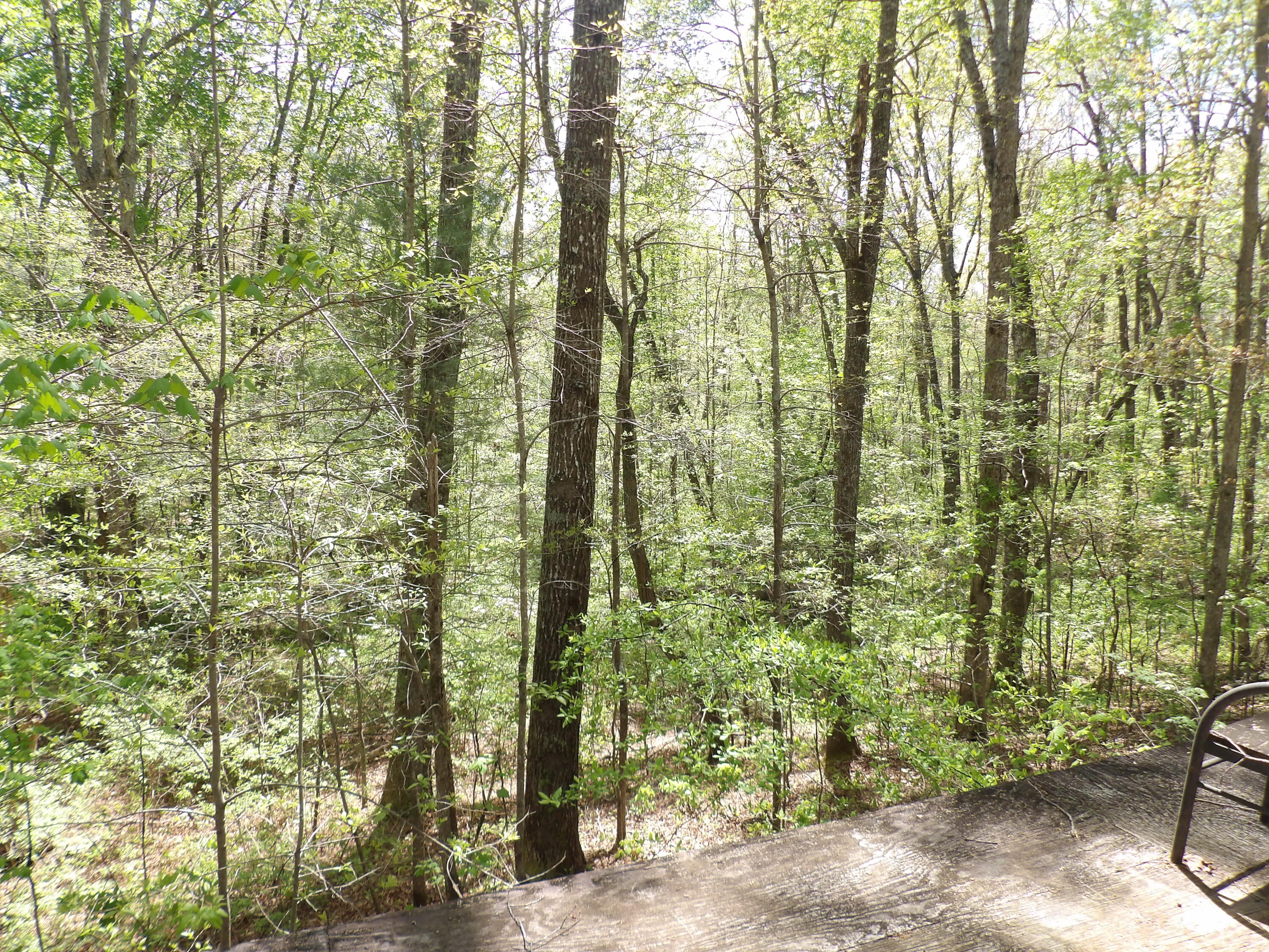 310 Dogwood Road Pikeville, TN 37367 - Photo 4 of 21 100_2412