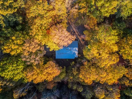 a view of a tree with a yard
