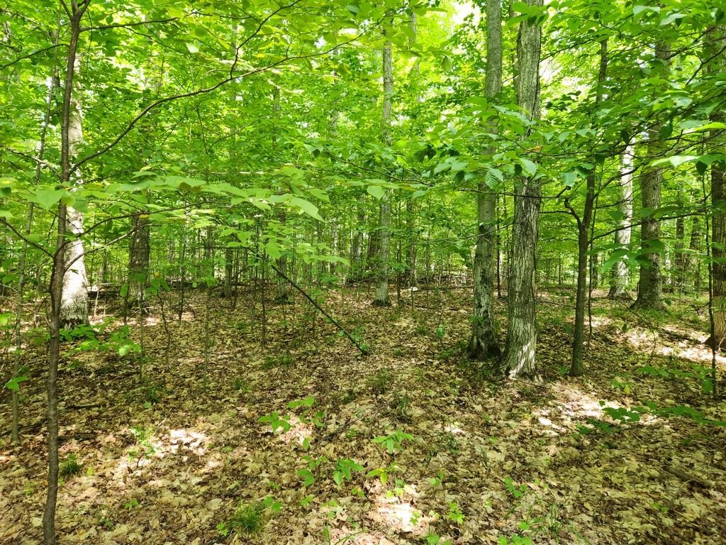 Off Crawford Lake Road Northeast Kalkaska, MI 49646 - Photo 11 of 25
