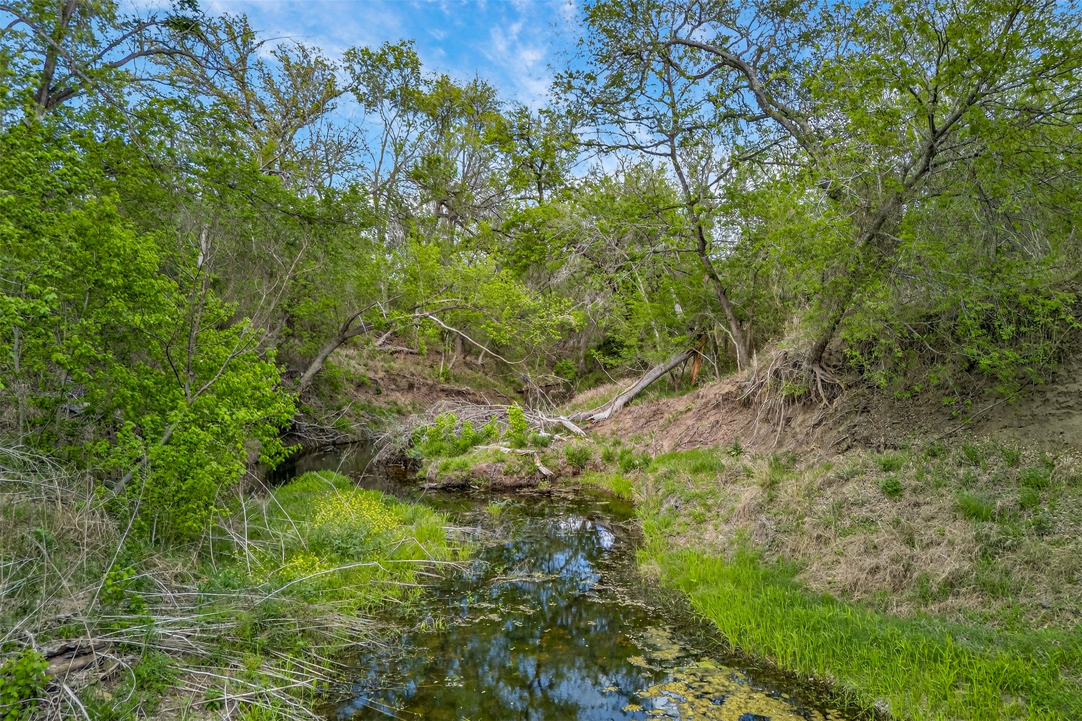 1077 Burdette Wells Road Lockhart, TX 78644 - Photo 28 of 38 a plant view in yard