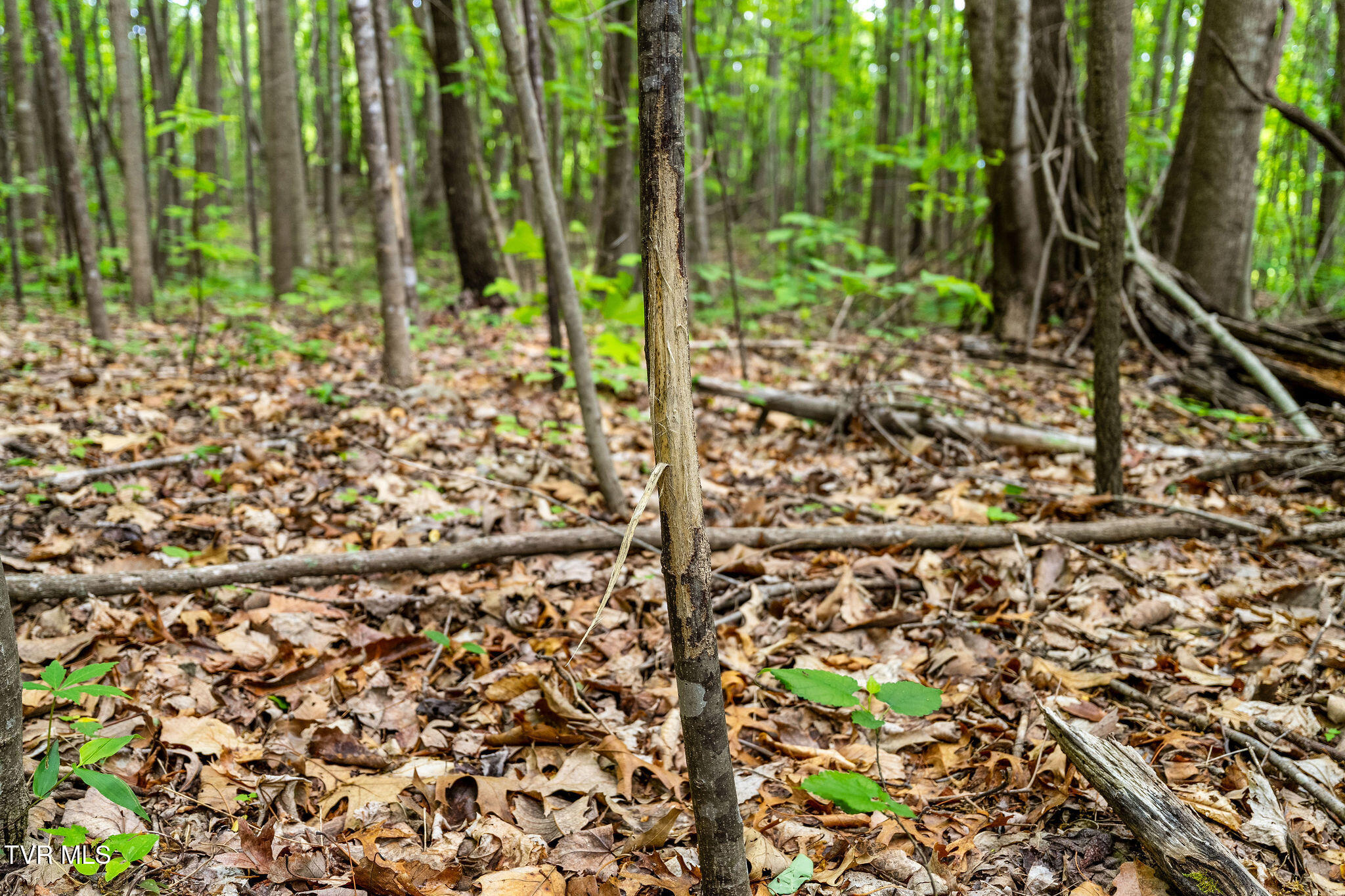 Tbd Wattenbarger Gap Road Greeneville, TN 37745 - Photo 28 of 41 DSC08332