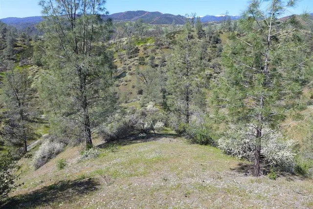 a view of a forest with a mountain in the back