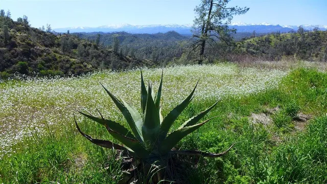 a view of a lush green forest with a tree