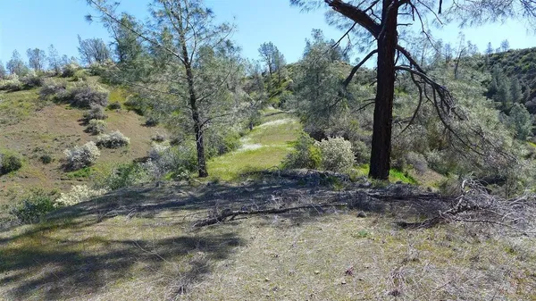 a view of a yard with plants and trees