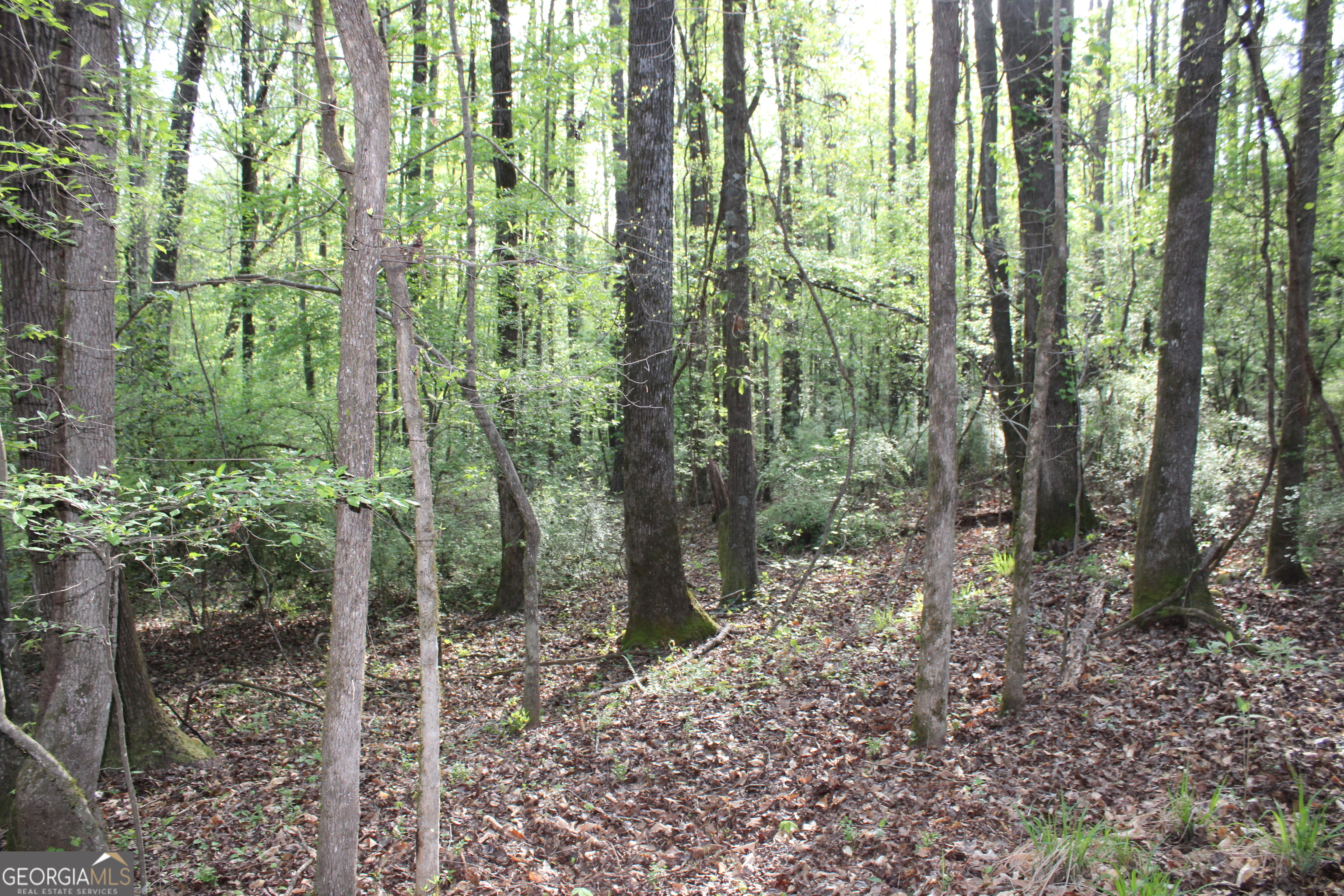 0 Ruffner Road The Rock, GA 30285 - Photo 8 of 51 a view of forest