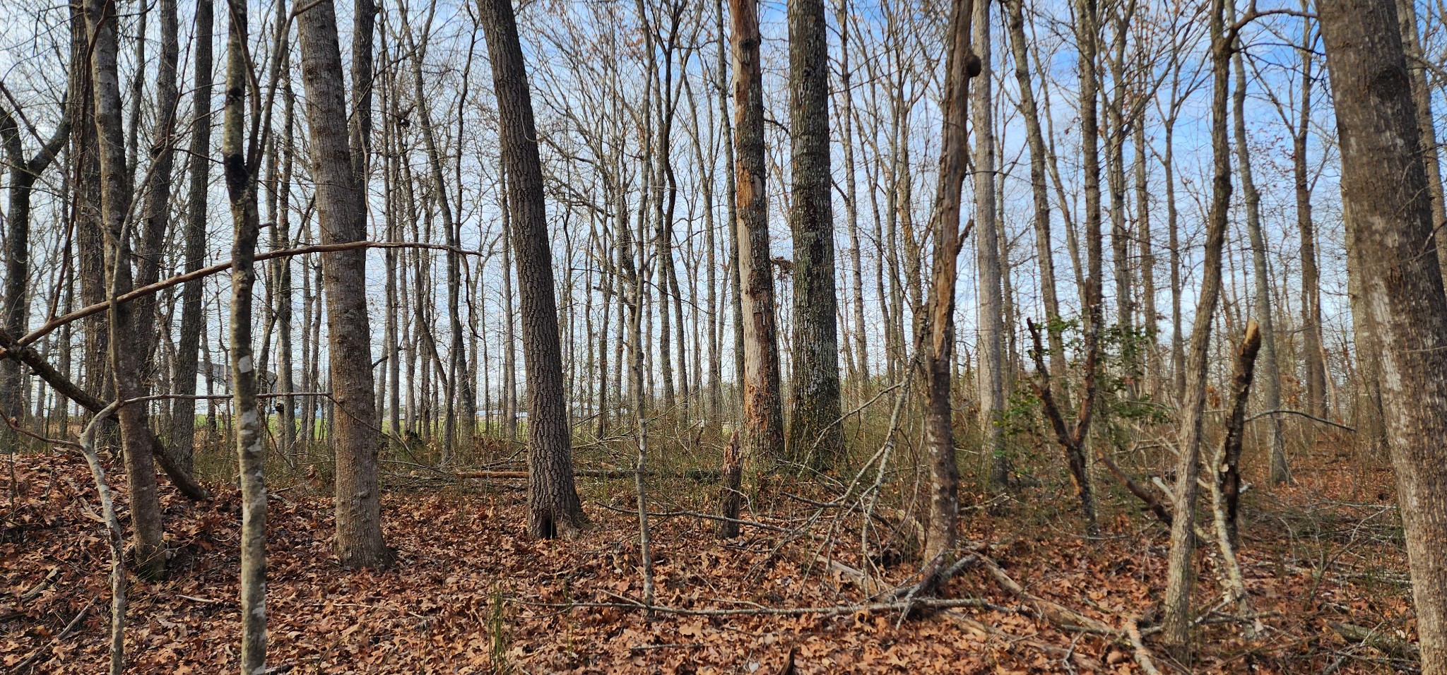 0 Hunziker Road Tracy City, TN 37387 - Photo 5 of 9