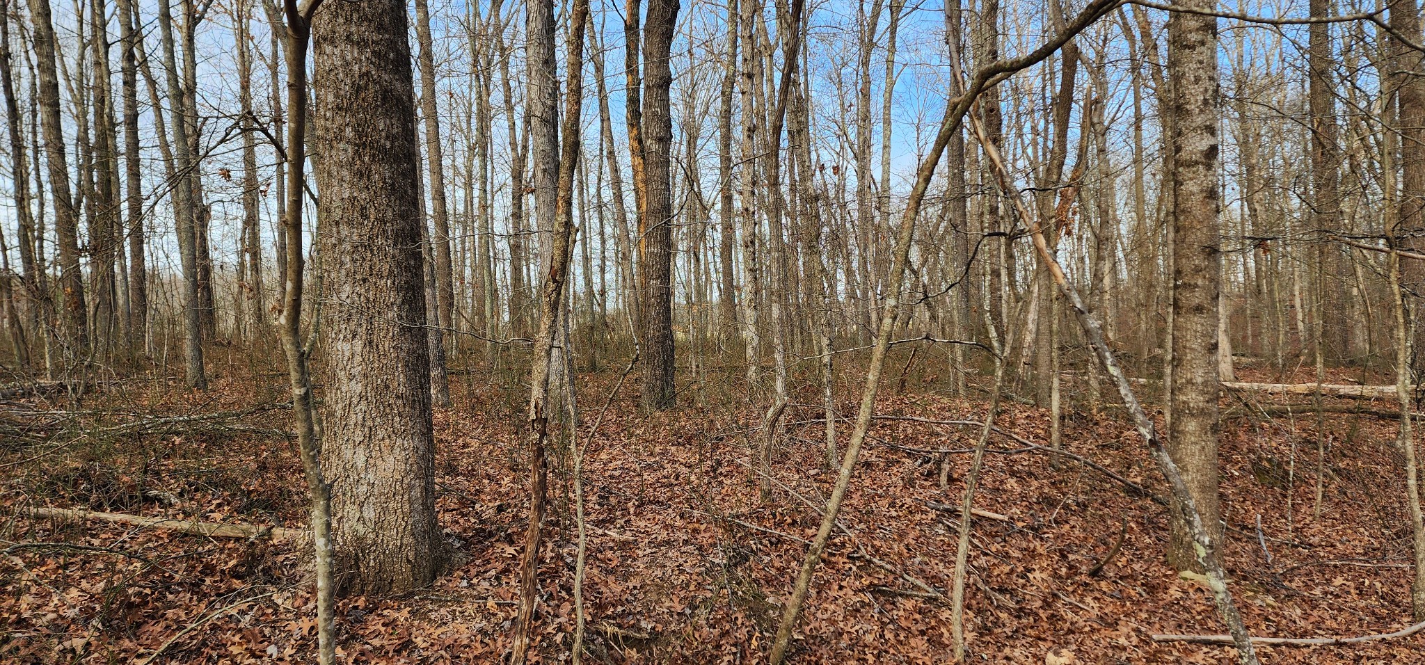 0 Hunziker Road Tracy City, TN 37387 - Photo 6 of 9