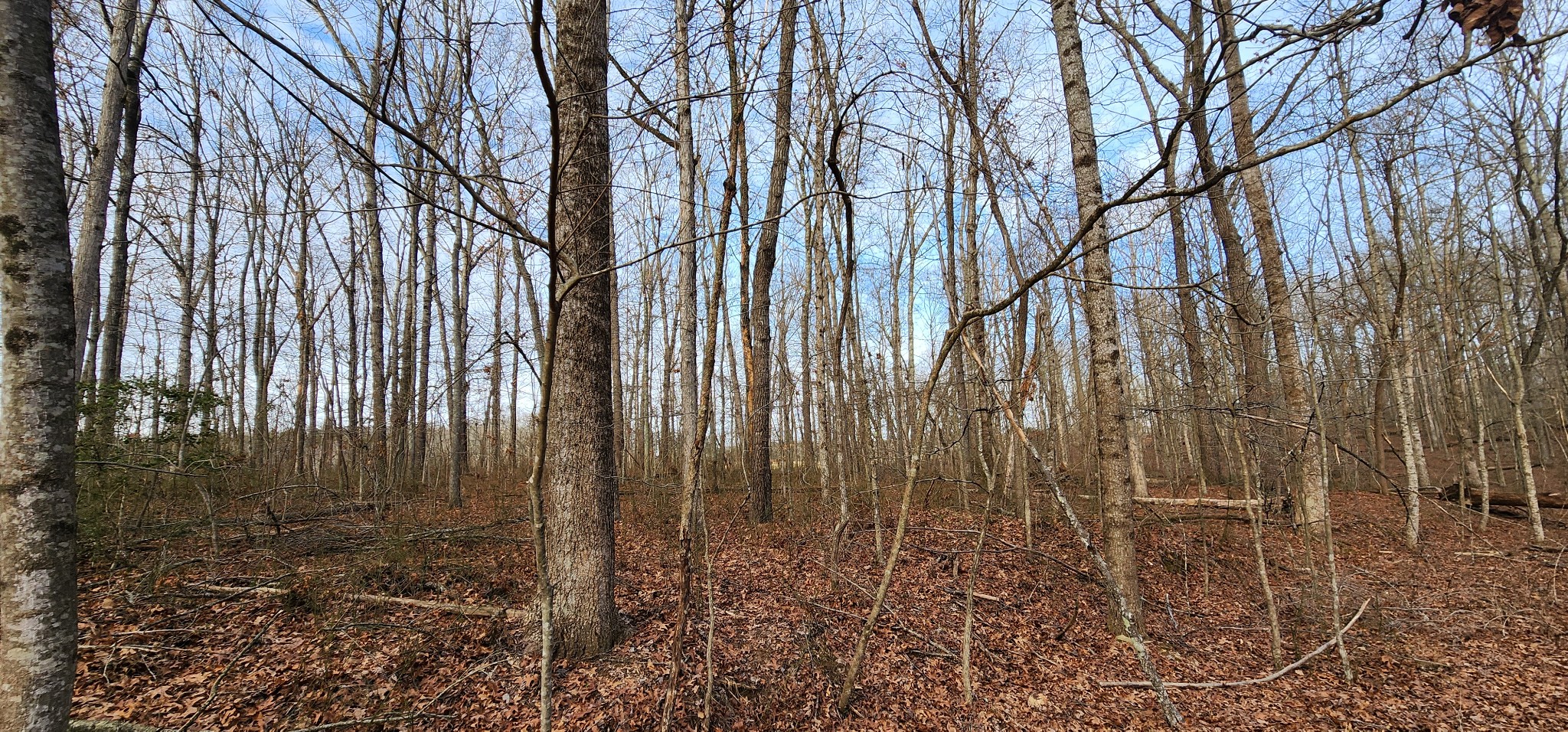 0 Hunziker Road Tracy City, TN 37387 - Photo 7 of 9