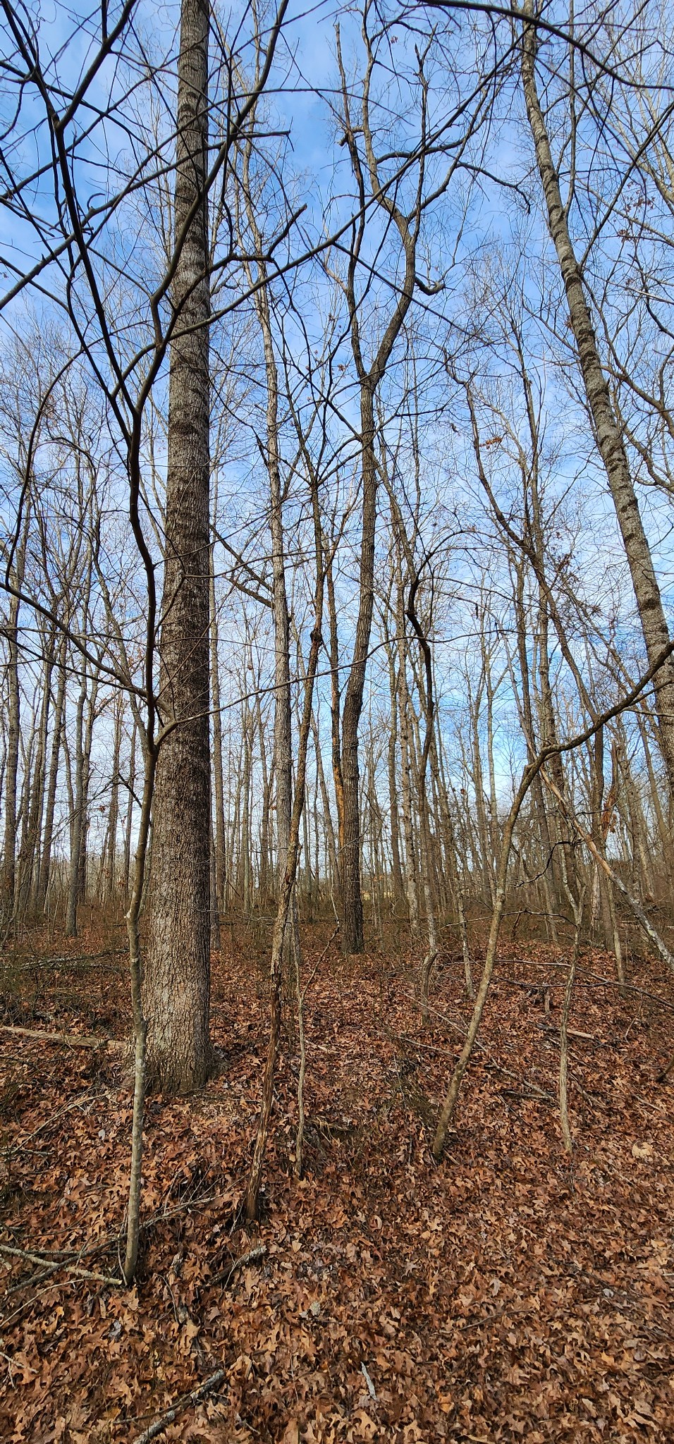 0 Hunziker Road Tracy City, TN 37387 - Photo 8 of 9