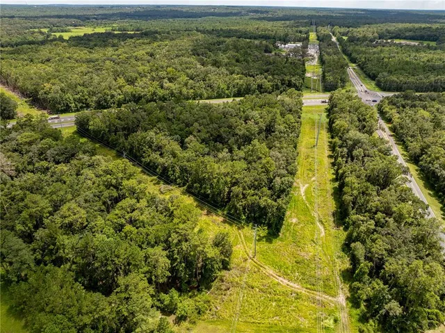 a view of a yard with plants and large trees